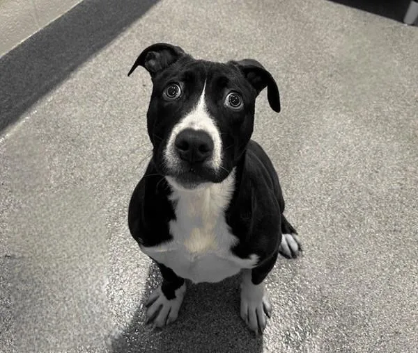 An adult medium-sized male Labrador Retriever dog named Pistachio for adoption in Silverdale, WA