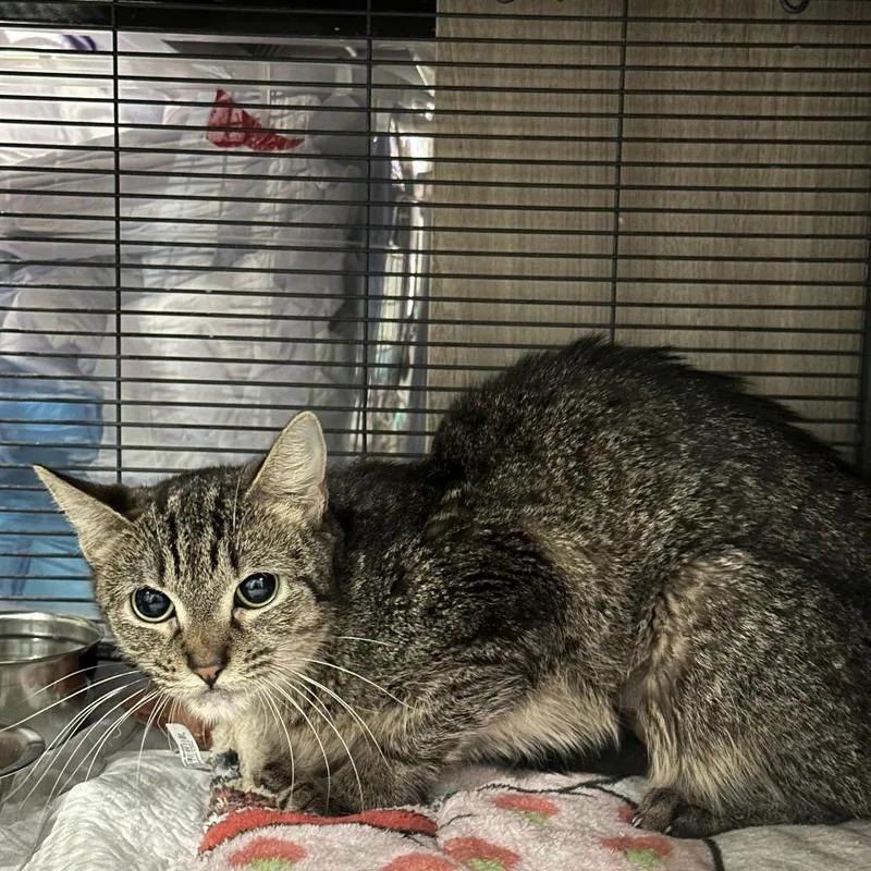 An adult medium-sized female Brown / Chocolate Domestic Short Hair cat named Queen for adoption in Middle Village, NY