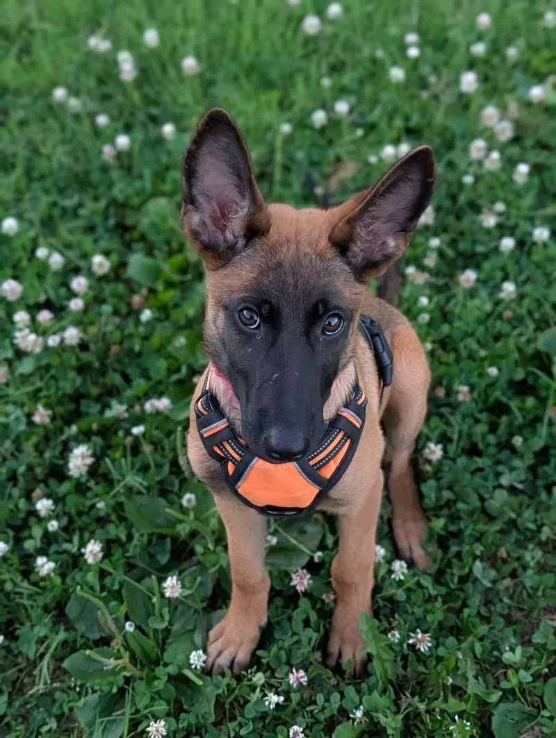 A baby small-sized female Brown/black Belgian Shepherd / Malinois dog named Foster for adoption