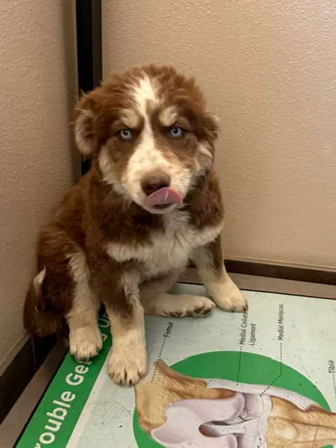 Hazel