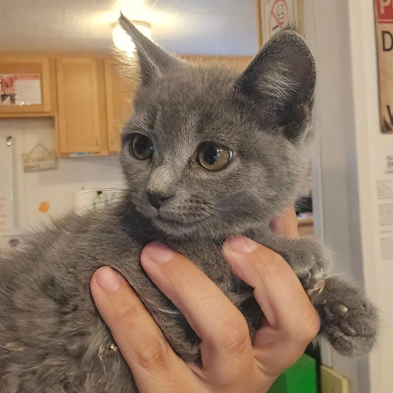 A baby small-sized female Gray / Blue / Silver Domestic Short Hair cat named Ember for adoption in Hanna City, IL