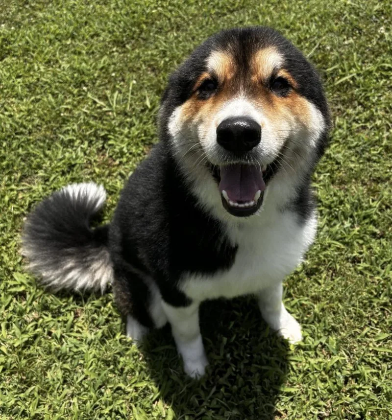 A young large-sized male Australian Shepherd dog named Gus for adoption in Little Rock, AR