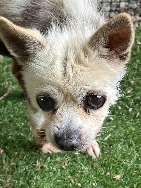 A senior small-sized male Chihuahua dog named Dobby for adoption in Manchester, TN