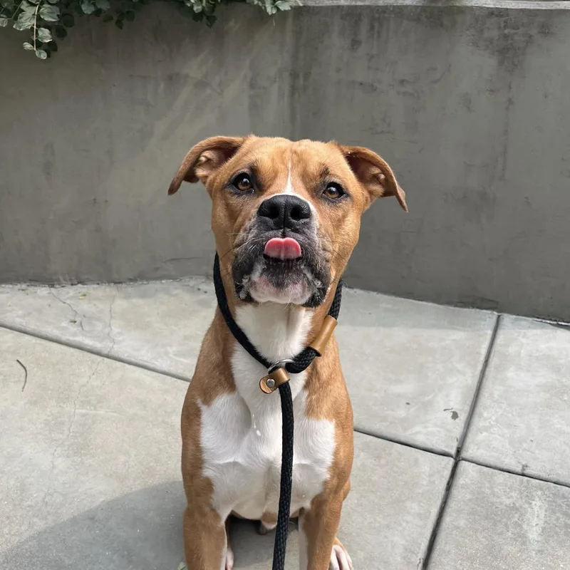 An adult large-sized male Brown / Chocolate Pit Bull Terrier dog named Loki for adoption in Chicago, IL