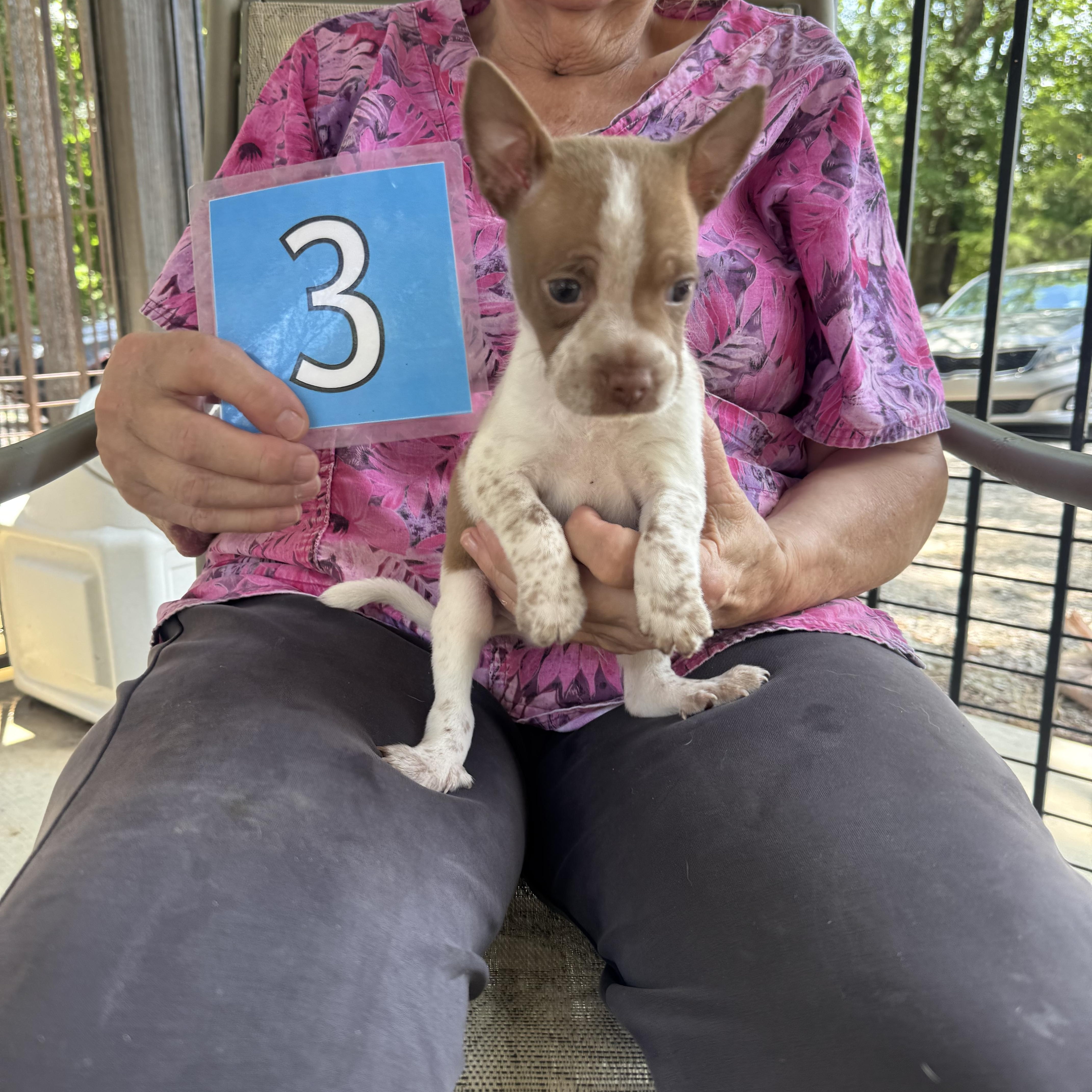 A baby small-sized male Apricot / Beige Chihuahua dog named Blaze for adoption in Hamilton , NJ
