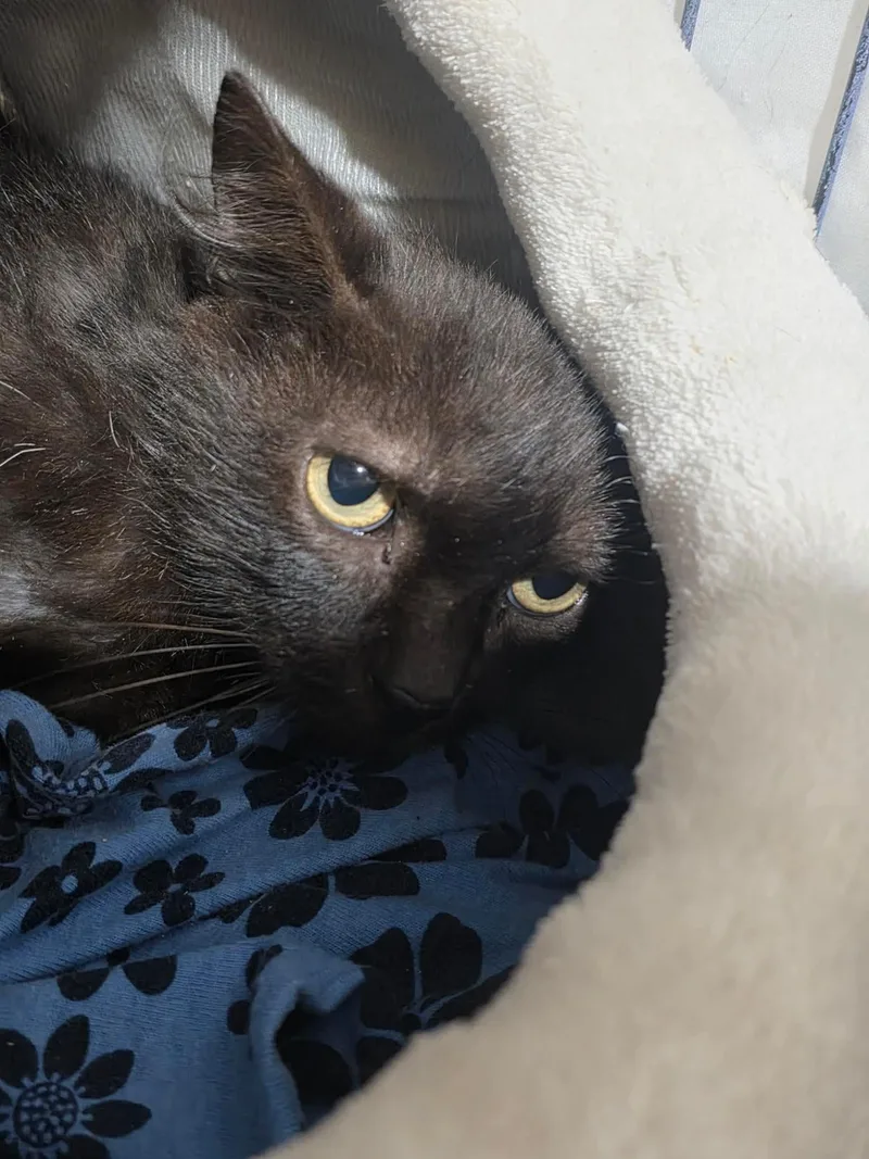An adult small-sized male Domestic Medium Hair cat named Cosmos for adoption in Spring Hill, FL