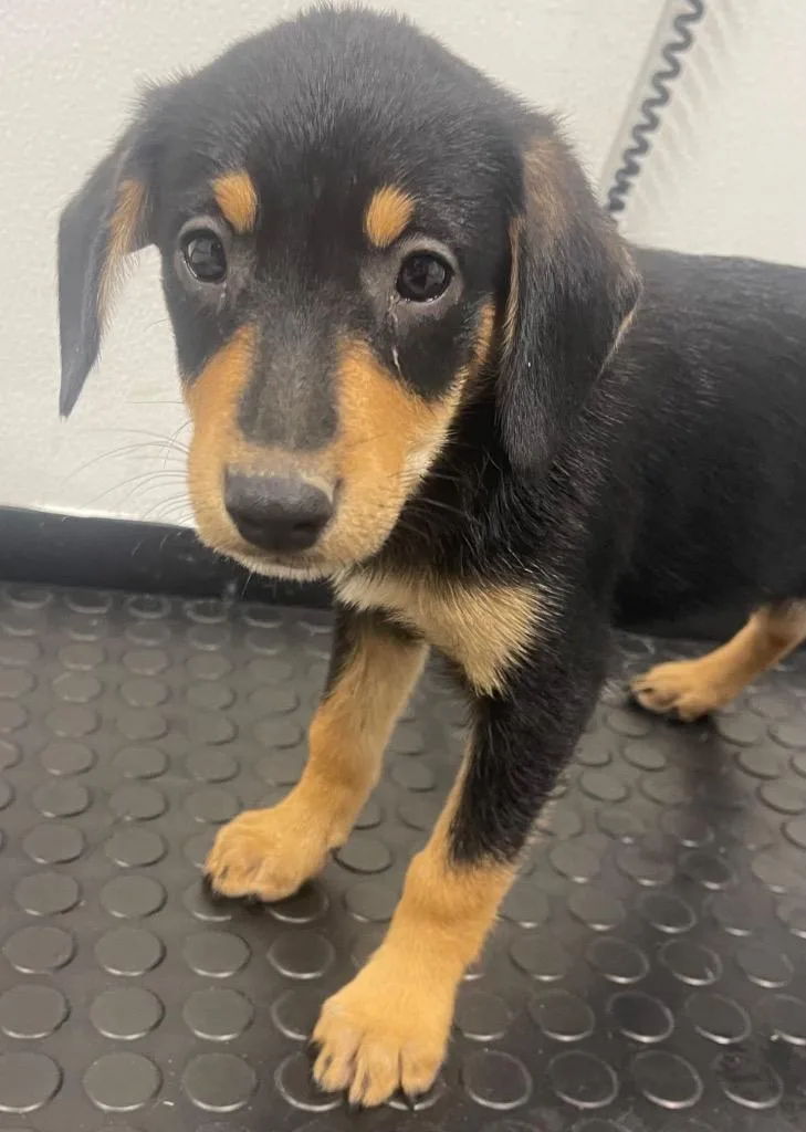 A baby medium-sized female Pointer dog named Emily for adoption in Seven Points, TX