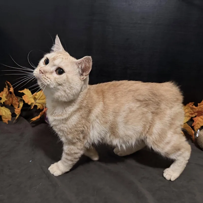 A young medium-sized male Manx cat named Aedan for adoption in Fayetteville, GA