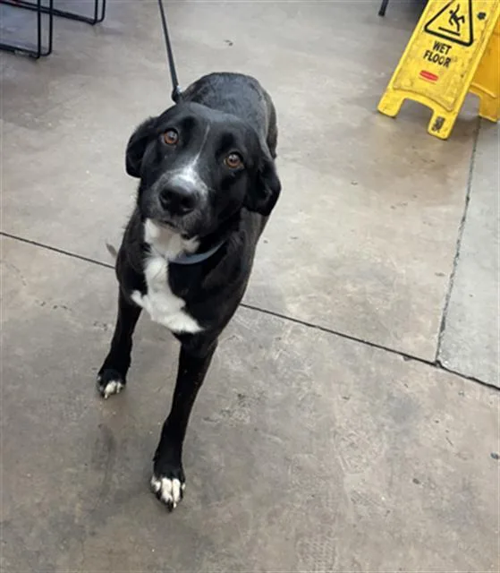 An adult medium-sized female Mixed Breed dog named Princess for adoption in Dallas, TX