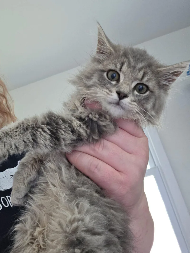 A baby small-sized female Buff / Tan / Fawn Domestic Long Hair cat named Sundance Kid for adoption in Canal Winchester, OH