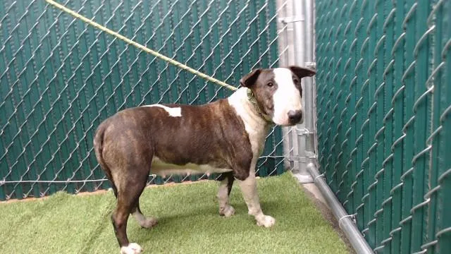 An adult medium-sized female Bull Terrier dog named Nugget for adoption in Agoura, CA