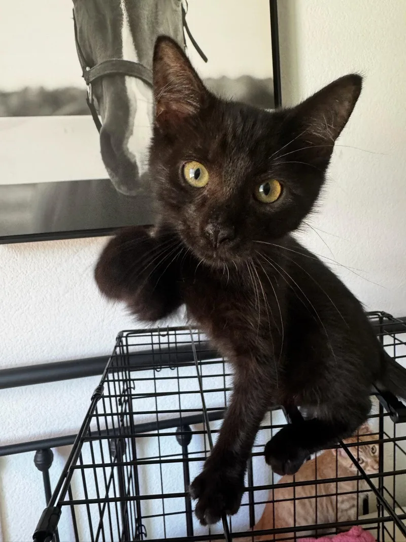 A baby medium-sized male Black Domestic Short Hair cat named Papi for adoption in Napa, CA