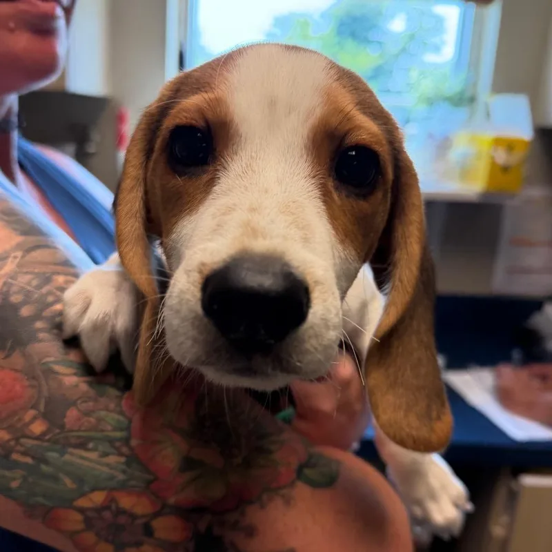 A baby small-sized male Brown / Chocolate Beagle dog named Auggie for adoption in Newark, DE