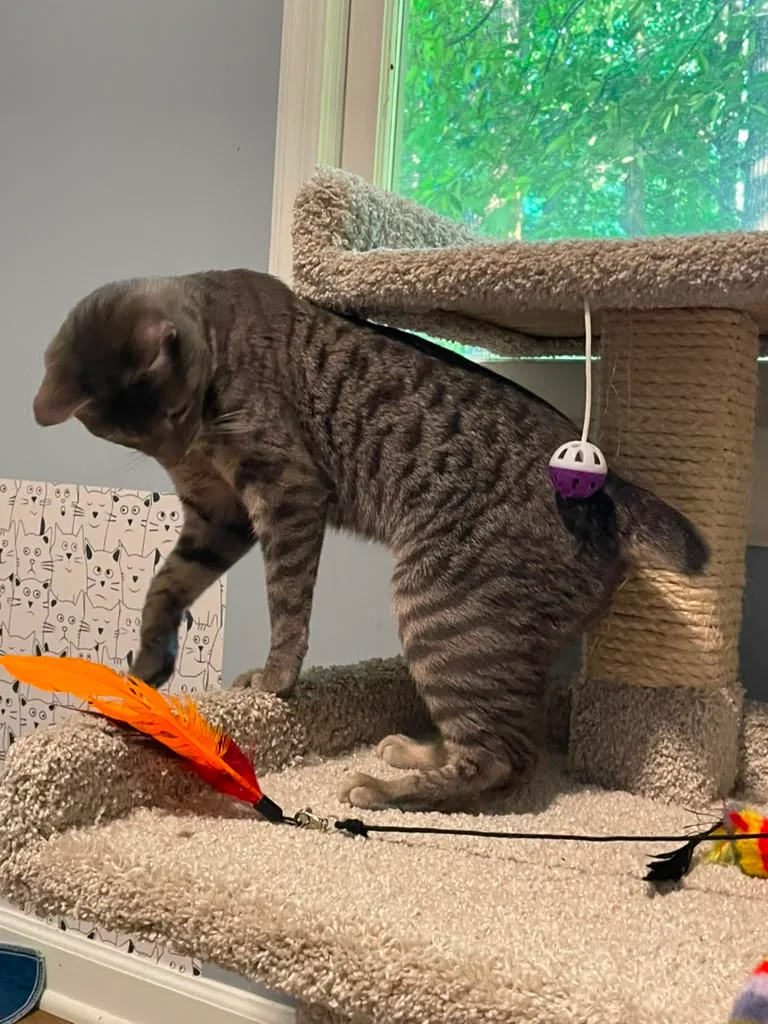 Frisbee thumbnail 3