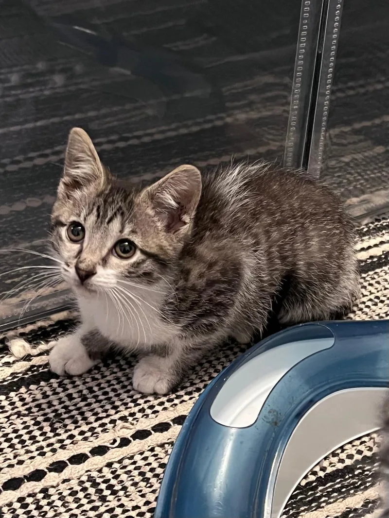 Tilly (bonded with Timmy) thumbnail 2