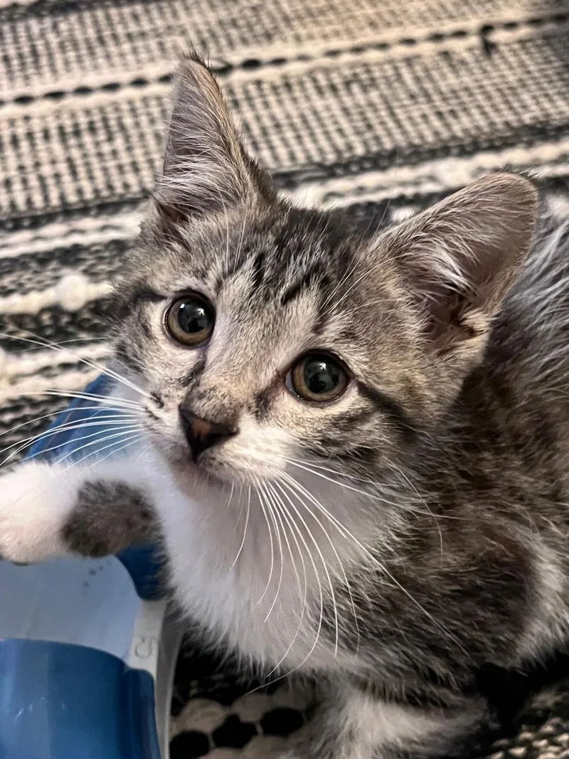 Tilly (bonded with Timmy)