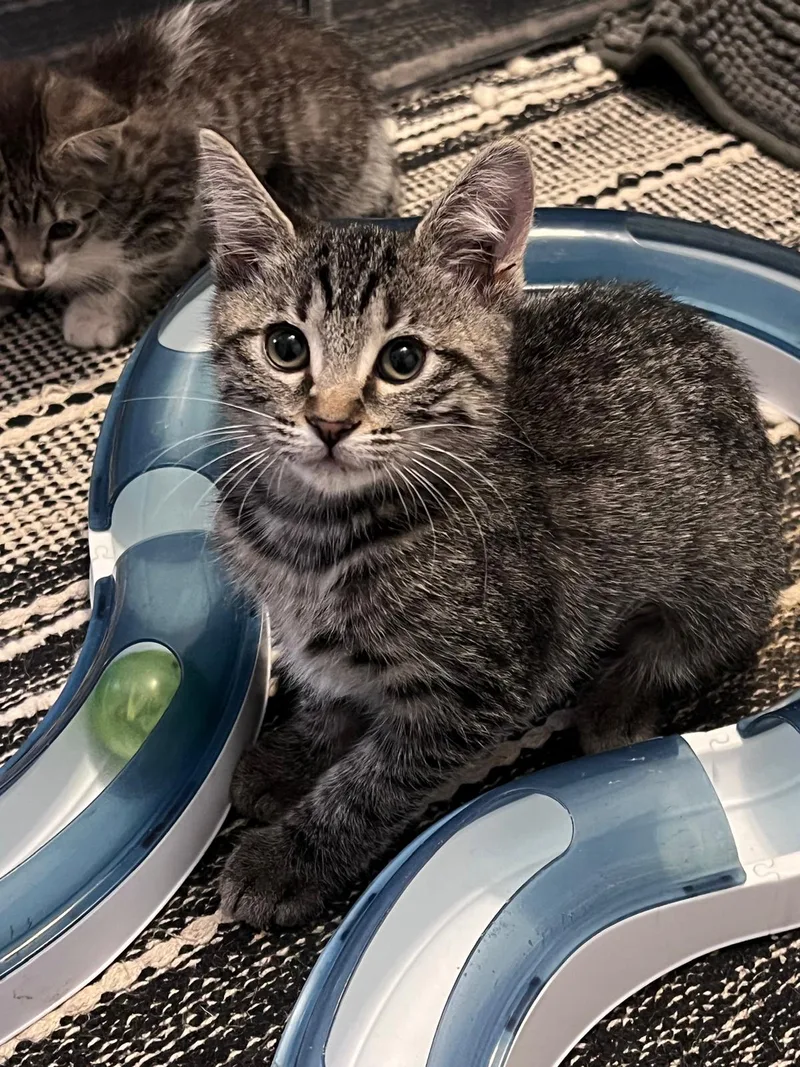 A baby small-sized female Grey Domestic Short Hair cat named Timmy (bonded with Tilly) for adoption