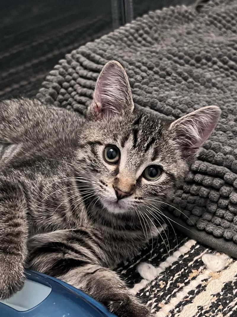 Timmy (bonded with Tilly) thumbnail 2