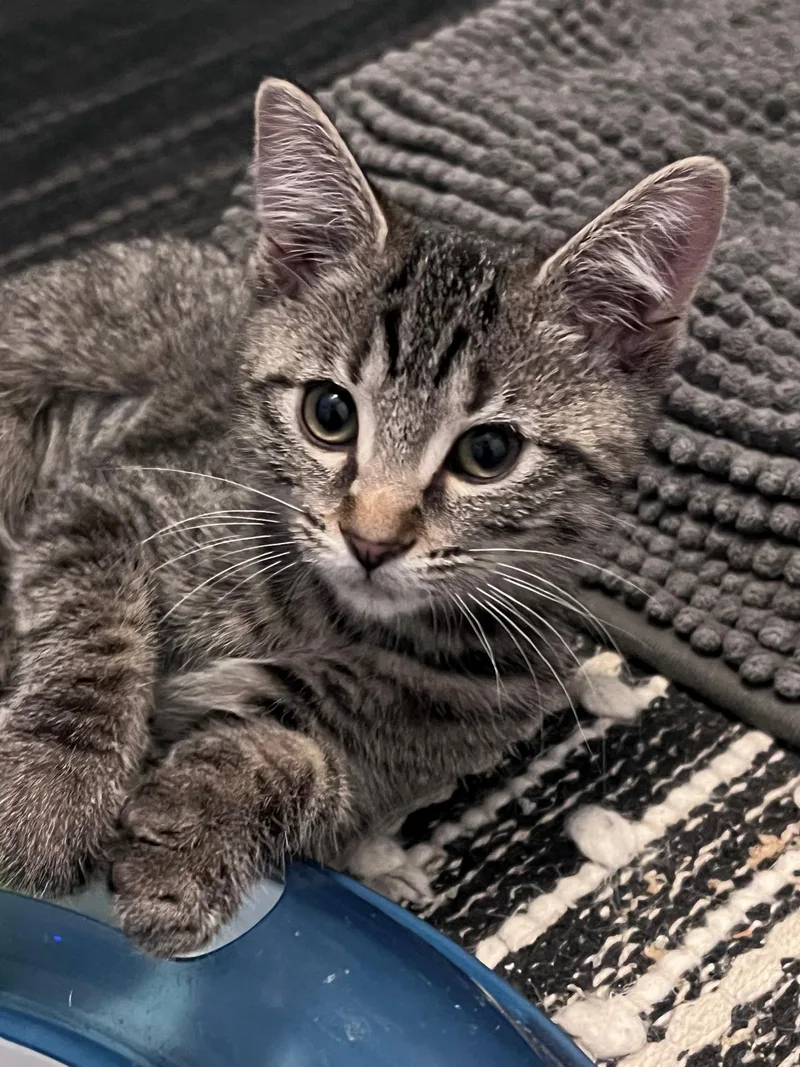 Timmy (bonded with Tilly) thumbnail 4