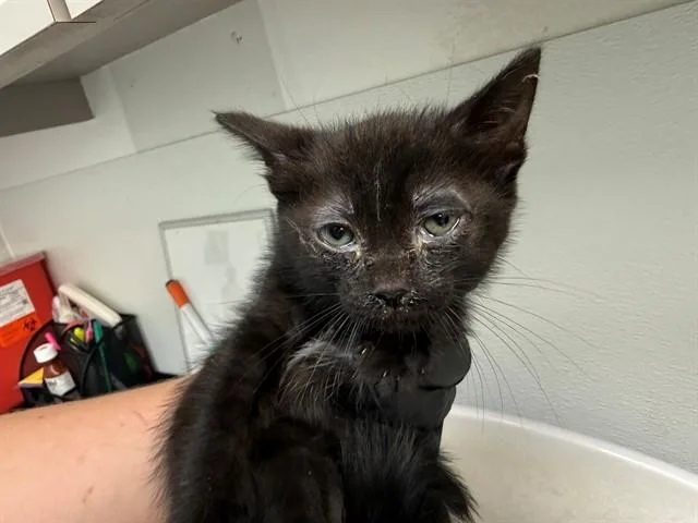 A baby small-sized male Domestic Short Hair cat named Bravery for adoption in Antioch, CA