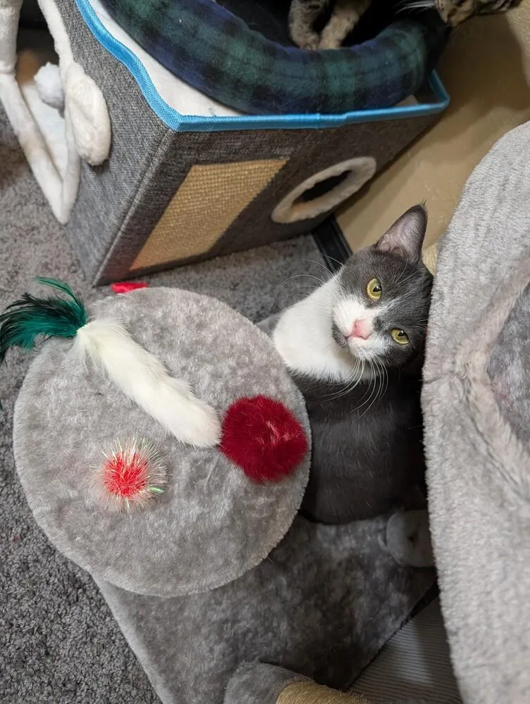 A baby medium-sized male Gray & White Domestic Short Hair cat named Hendrix for adoption in Westfield, WI
