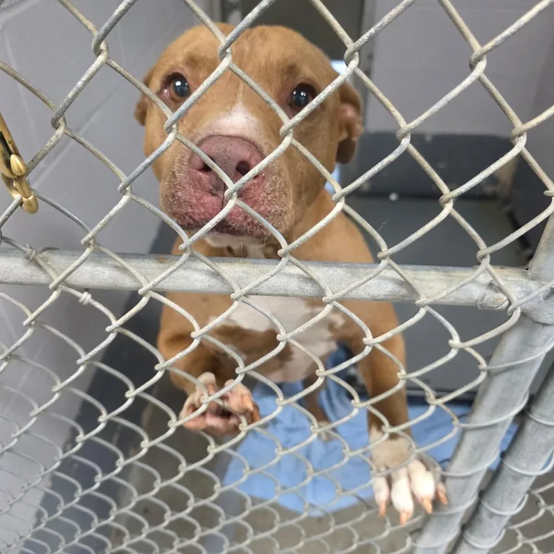 An adult large-sized male Brown / Chocolate Pit Bull Terrier dog named Freedom for adoption in Columbus, NC