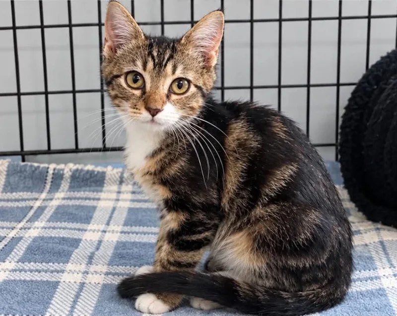 A baby small-sized male Tabby cat named Bert C Grace for adoption in Saunderstown, RI