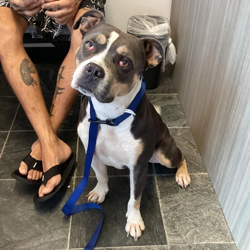 An adult medium-sized male Brown / Chocolate Terrier dog named Audi for adoption in Tampa, FL
