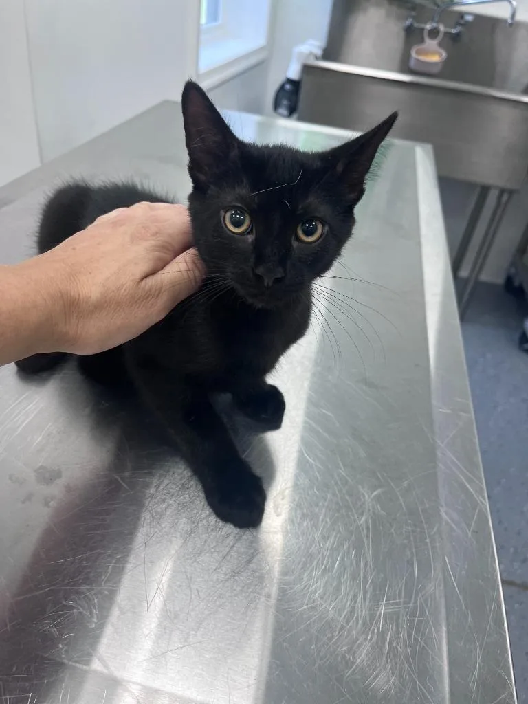 A baby small-sized male Domestic Short Hair cat named Edgar for adoption in Cambridge, MD