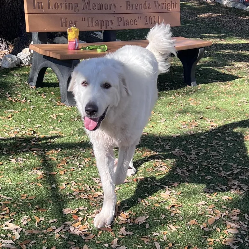 A young large-sized male White / Cream Great Pyrenees dog named Moose for adoption in Port Charlotte, FL