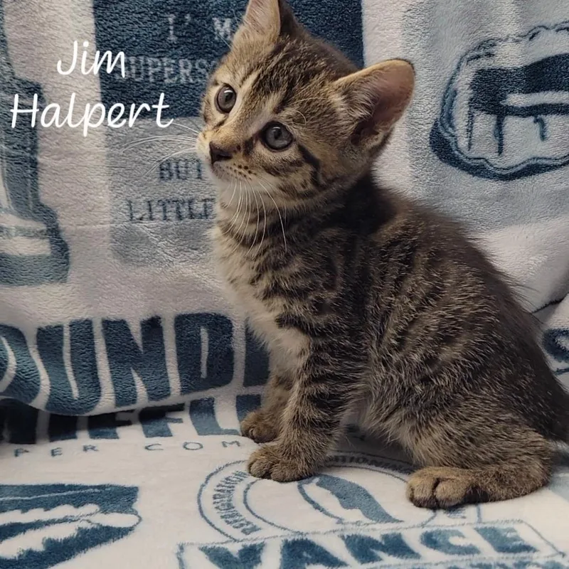 Jim Halpert