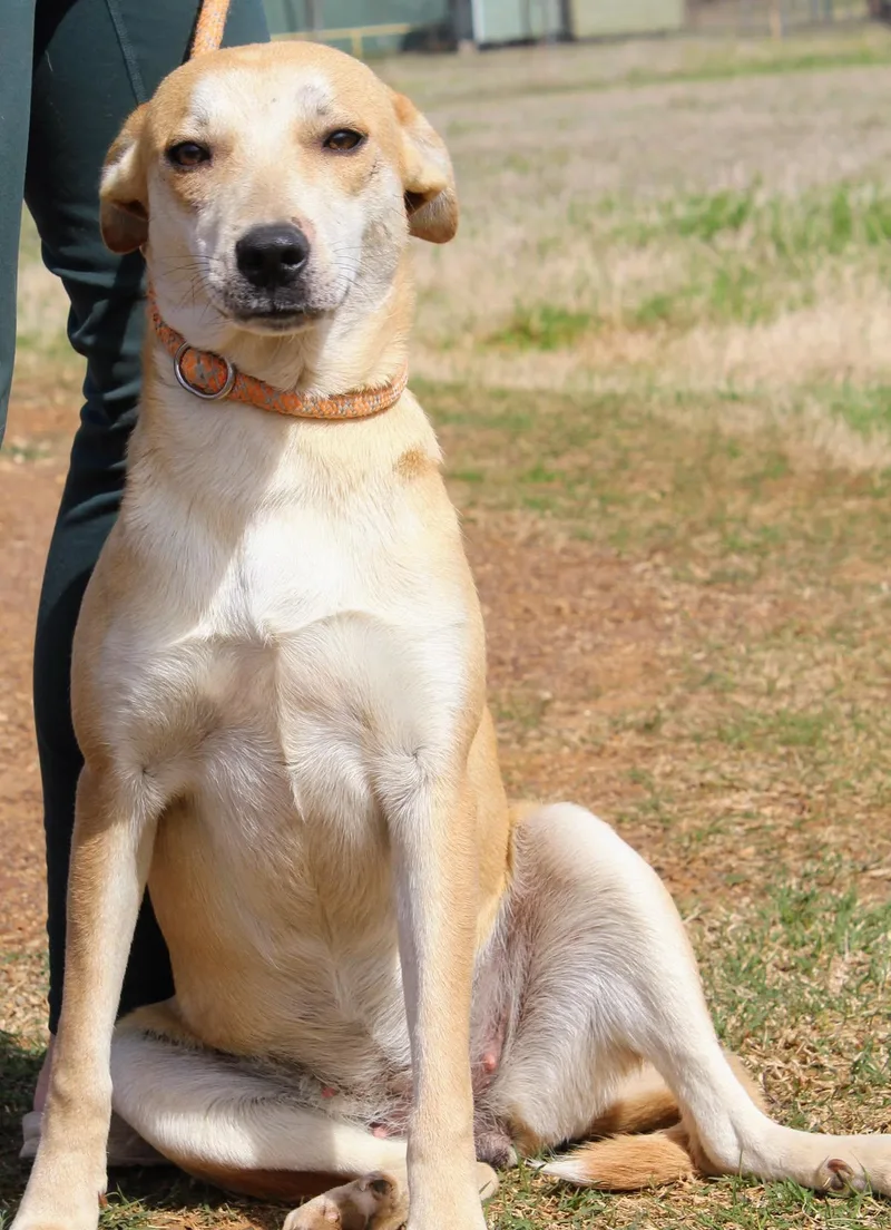 An adult medium-sized female Yellow / Tan / Blond / Fawn Labrador Retriever dog named Piper for adoption in Jacksonville, TX