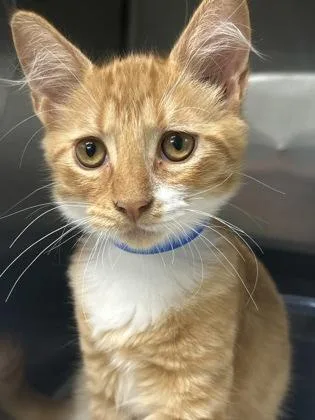 A baby medium-sized male Domestic Short Hair cat named Mortimer for adoption in Picayune, MS