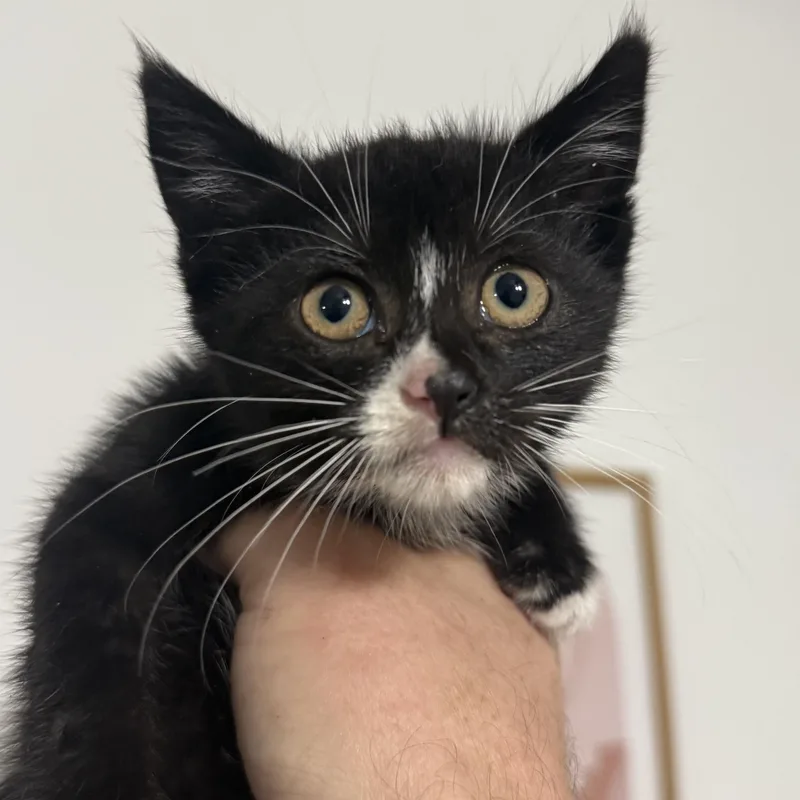 A baby small-sized female Black & White / Tuxedo American Shorthair cat named Power Steering Fluid for adoption in Sherman Oaks, CA