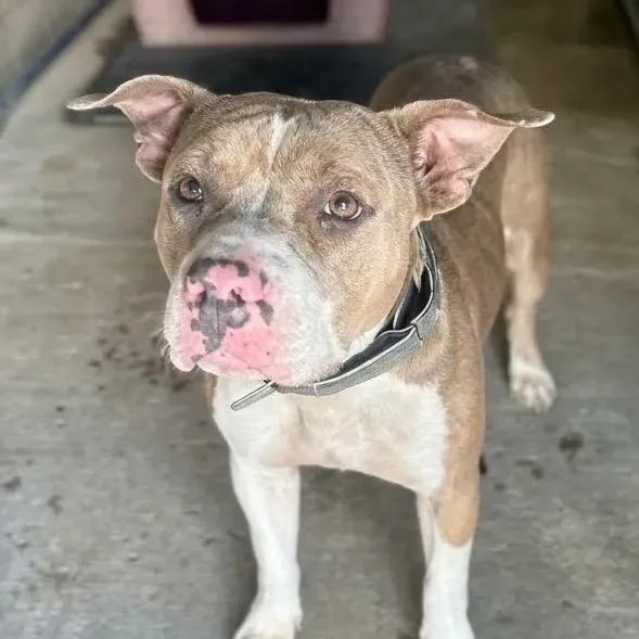 An adult medium-sized female Yellow / Tan / Blond / Fawn Pit Bull Terrier dog named Sammy for adoption in East Saint Louis, IL