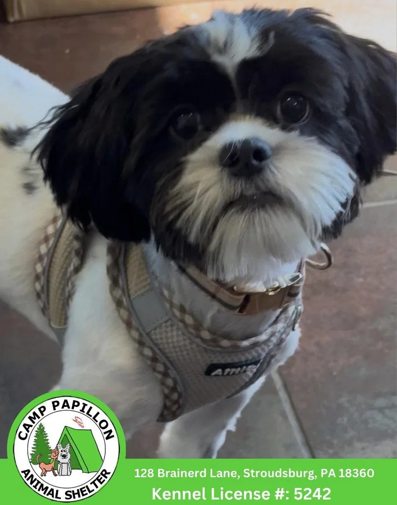 A young medium-sized male Shih Tzu dog named Cookie for adoption in Stroudsburg, PA