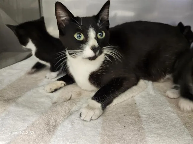 A young medium-sized female Domestic Short Hair cat named Reina for adoption in Santa Cruz, CA