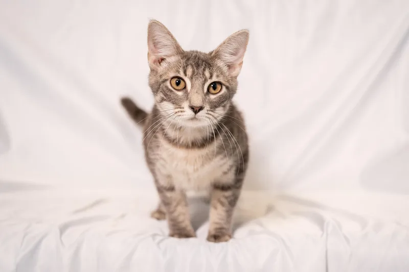 Micah