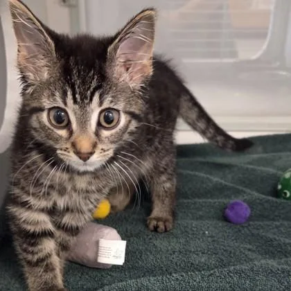 A baby small-sized male Domestic Short Hair cat named Kettle for adoption in Voorhees, NJ