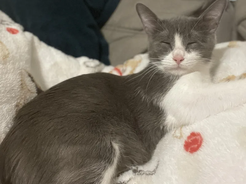 An adult small-sized female Gray & White Domestic Short Hair cat named Mama Dana for adoption in Bryan, TX