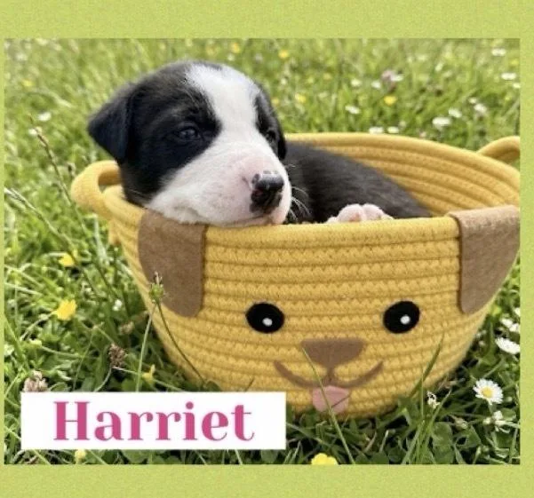 A baby large-sized female Tricolor (Brown, Black, & White) Great Dane dog named Harriet for adoption in Canyon Country, CA
