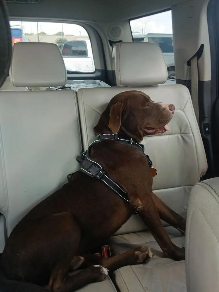 A young large-sized male Mixed Breed dog named Dozer for adoption in Chattanooga, TN