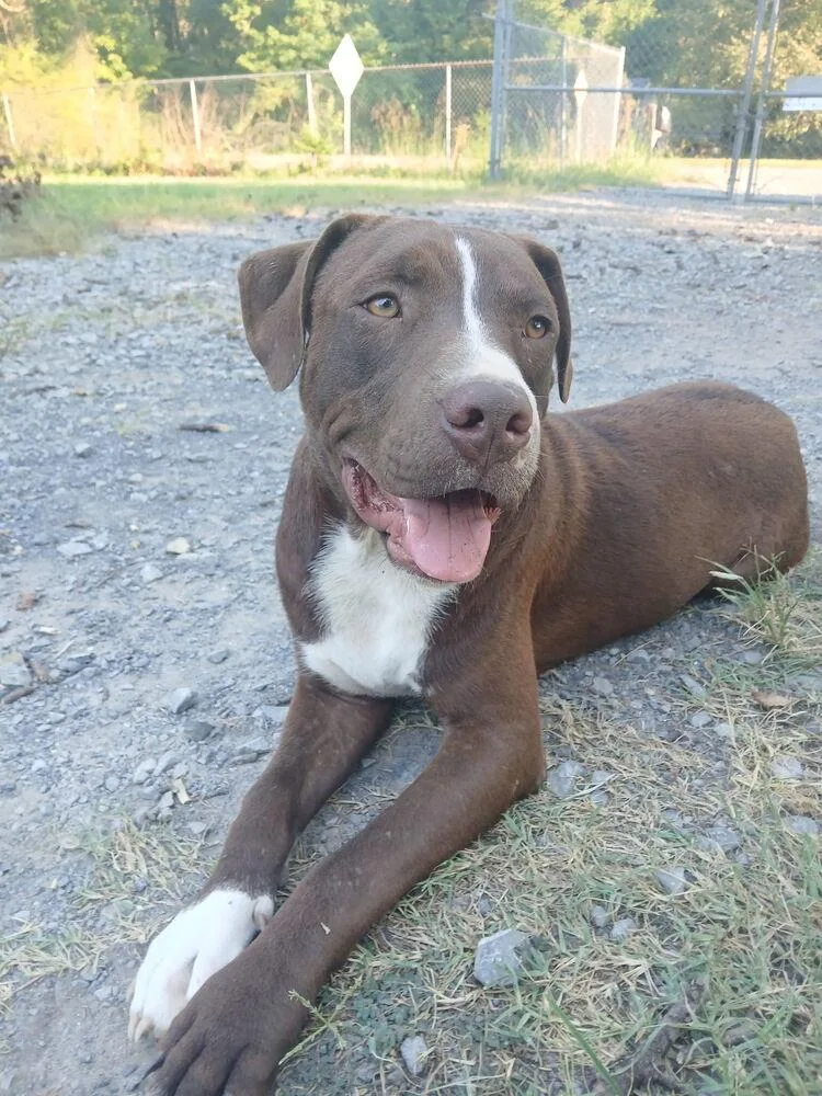 Dozer thumbnail 2