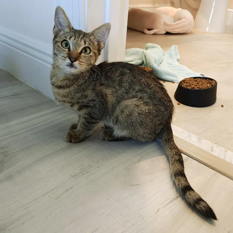 A baby small-sized female Brown / Chocolate Domestic Short Hair cat named Waffles for adoption in Parkland, FL