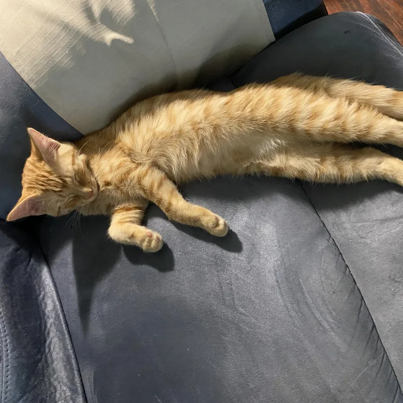 A baby medium-sized male Orange & White Domestic Short Hair cat named Sherran for adoption in Ladonia, TX