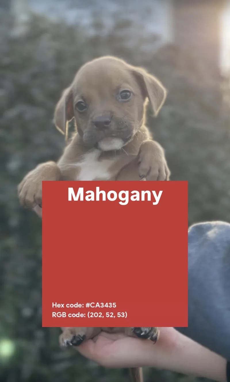 Mahogany