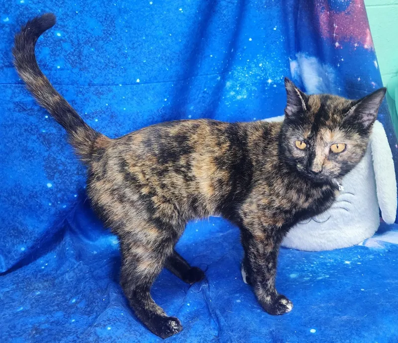 Millicent