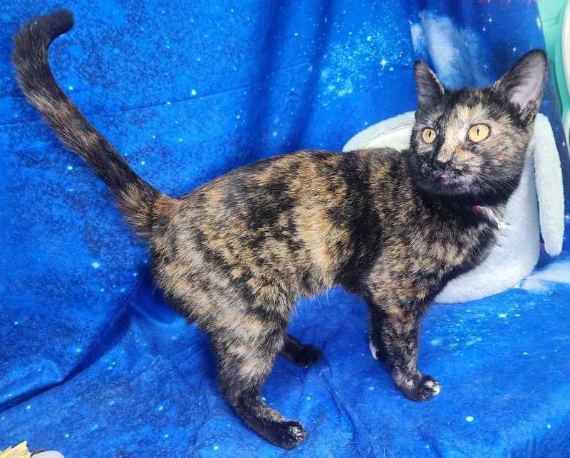 Millicent thumbnail 2