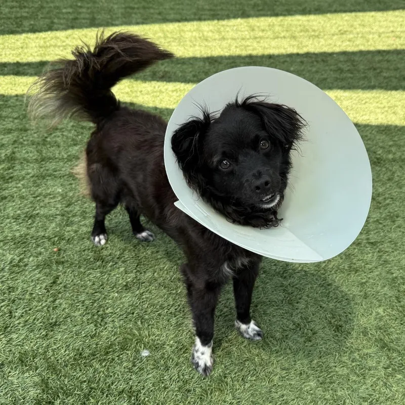 An adult small-sized male Black Terrier dog named King for adoption in Pasadena, CA