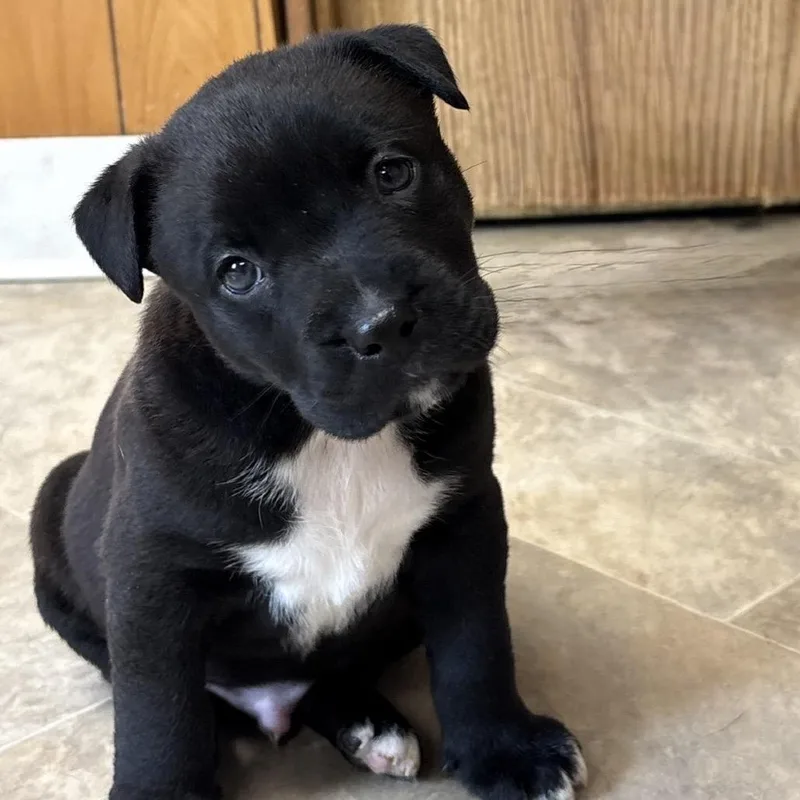 A baby small-sized male Black American Bulldog dog named Ferb for adoption in San Pablo, CA